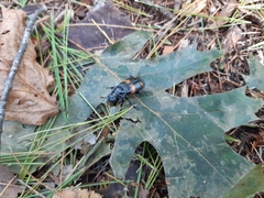 Nicrophorus orbicollis