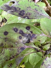 Parallelodiplosis subtruncata