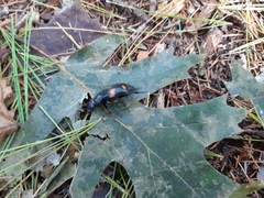 Nicrophorus orbicollis
