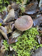 Xerocomellus pruinatus