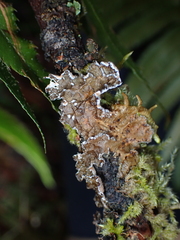 Lobaria anomala