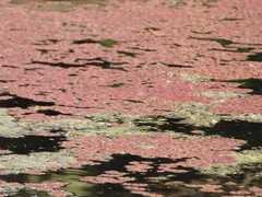 Azolla microphylla