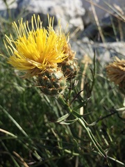 Centaurea rupestris