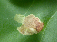 Gracillaria syringella