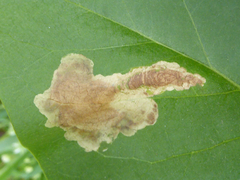 Gracillaria syringella