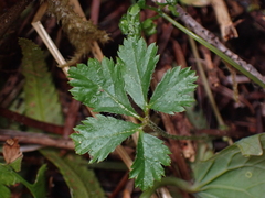 Rubus pedatus
