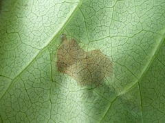 Gracillaria syringella