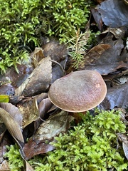 Xerocomellus pruinatus