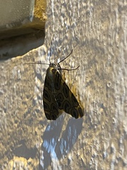 Pantherodes