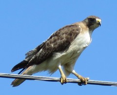 Buteo jamaicensis