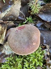 Xerocomellus pruinatus