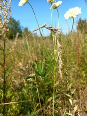 Elymus sibiricus