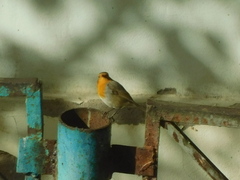 Erithacus rubecula