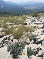 Hieracium waldsteinii