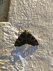 Pantherodes