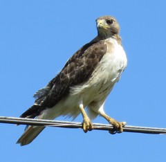 Buteo jamaicensis
