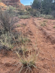 Sporobolus cryptandrus