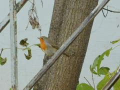 Erithacus rubecula