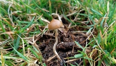Psilocybe fimetaria