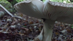 Chlorophyllum olivieri