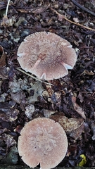 Chlorophyllum olivieri