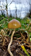 Psilocybe fimetaria