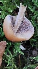 Coprinellus micaceus