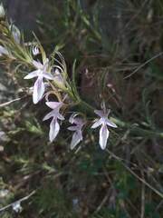 Teucrium pseudochamaepitys