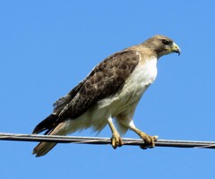 Buteo jamaicensis