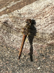 Sympetrum vulgatum