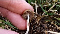 Psilocybe fimetaria