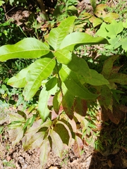 Oxydendrum arboreum