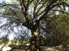 Quercus ilex