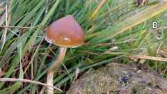 Psilocybe fimetaria