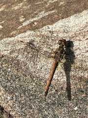Sympetrum vulgatum