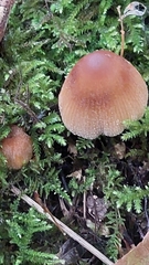 Coprinellus micaceus