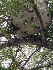 Brachygastra mellifica