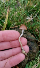 Psilocybe fimetaria