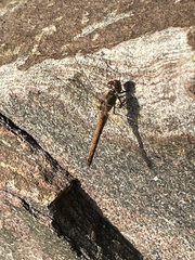 Sympetrum vulgatum