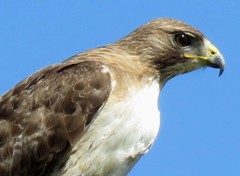 Buteo jamaicensis