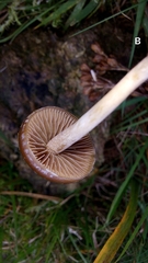Psilocybe fimetaria