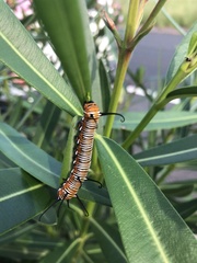 Euploea core corinna