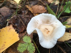 Clitocybe