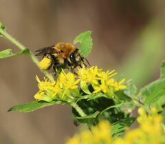 Melissodes dentiventris