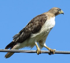 Buteo jamaicensis