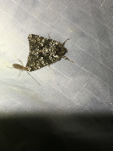 iNaturalist observation photo of Dagger Moths