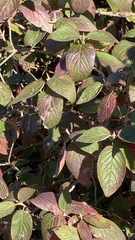 Viburnum rhytidophyllum