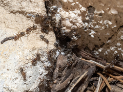 Liometopum apiculatum