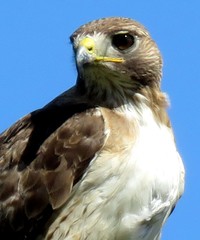 Buteo jamaicensis
