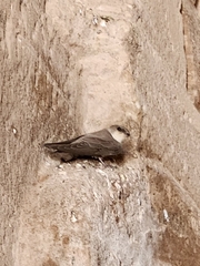Ptyonoprogne